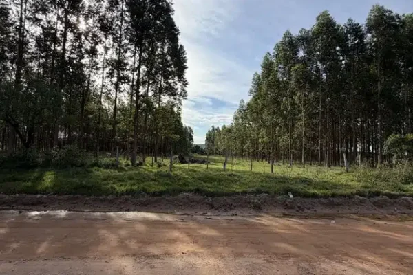 camino-arbolado-a-potrero-atyra